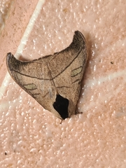 Hylesia scortina