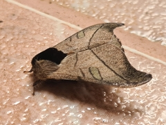 Hylesia scortina