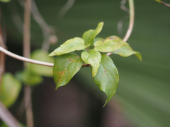 Paederia foetida