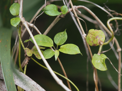 Paederia foetida
