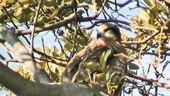 Milvus migrans lineatus