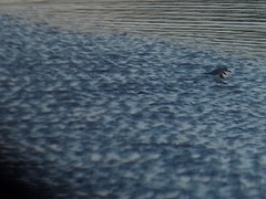 Charadrius falklandicus