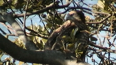 Milvus migrans lineatus