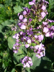 Hesperis matronalis