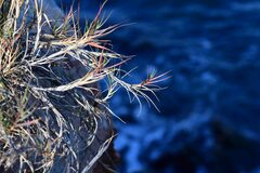 Sporobolus virginicus