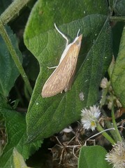 Ecpyrrhorrhoe damastesalis