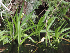 Crinum americanum