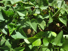 Ipomoea batatas