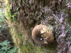 Gastroboletus