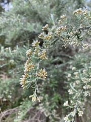 Ozothamnus secundiflorus