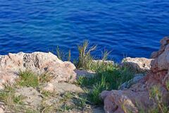 Sporobolus virginicus