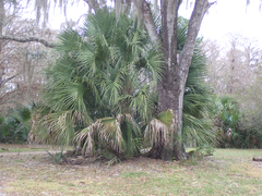 Sabal palmetto