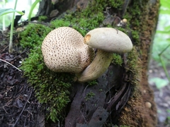 Pseudoboletus parasiticus