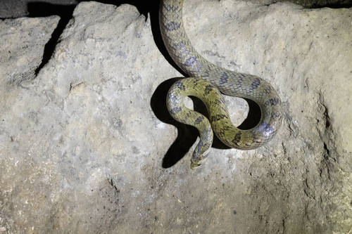 Saiyok Kukri Snake
