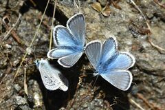 Polyommatus eros