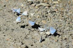 Polyommatus eros