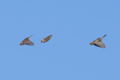 Leucosticte arctoa