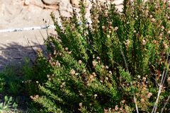 Limbarda crithmoides