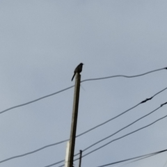 Turdus fuscater