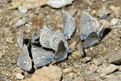 Polyommatus eros