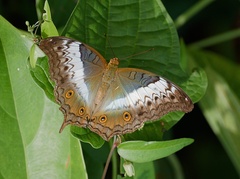 Vindula dejone erotella