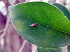 Caeciliusidae