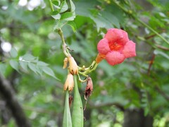 Campsis