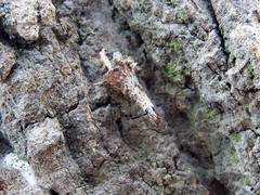 Striglocyrbasia meguae