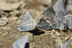 Polyommatus eros