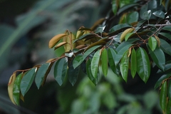 Chrysophyllum