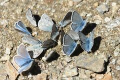Polyommatus eros