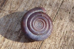 Helicodonta obvoluta