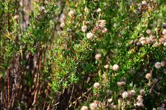 Limbarda crithmoides