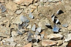 Polyommatus eros