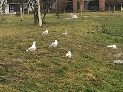 Chroicocephalus ridibundus