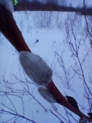 Salix acutifolia