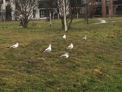 Chroicocephalus ridibundus