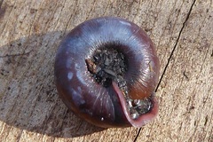 Helicodonta obvoluta