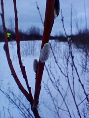 Salix acutifolia