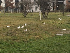 Chroicocephalus ridibundus