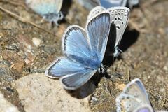 Polyommatus eros