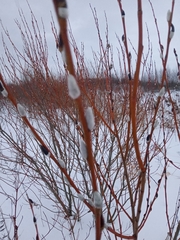 Salix acutifolia