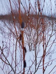 Salix acutifolia