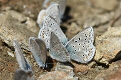 Polyommatus eros