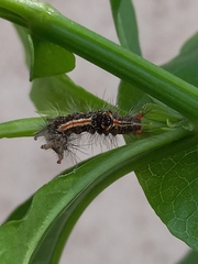 Orvasca subnotata