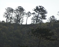 Araucaria rulei
