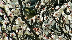 Zosterops japonicus
