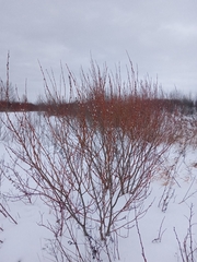 Salix acutifolia