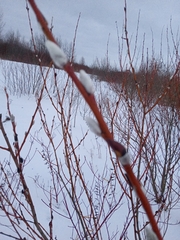 Salix acutifolia
