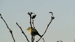 Zosterops japonicus